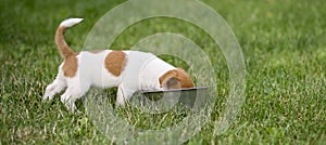 Hungry dog puppy eating in the grass