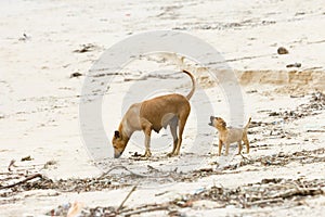 Hungry dog-puppy foraging, Sri Lanka