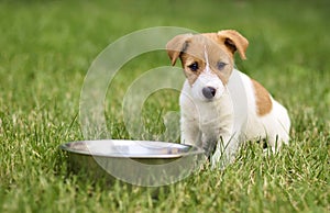 Hungry dog puppy waiting for his food