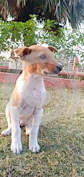 A hungry Dog in Rajendra Park Dhanbad District in India looking for his food