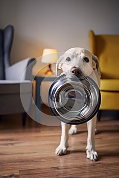 Hungry dog with sad eyes is waiting for feeding