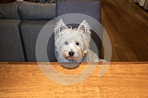 Hungry dog sitting at dining room table begging for food