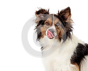 Hungry Dog Tongue Out Salivating