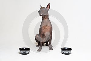 Hungry dog between two bowls. xoloitzcuintli, Mexican Hairless Dog, waiting and looks up to have his bowl filled food  on