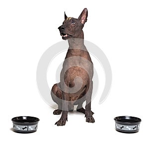 Hungry dog between two bowls. xoloitzcuintli, Mexican Hairless Dog, waiting and looks up to have his bowl filled food isolated on