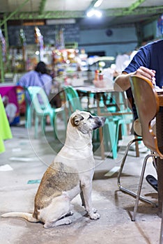 Hungry dog waiting for food at a street restaurant,Moalboal,Cebu,Philippines