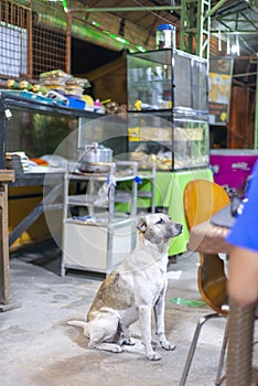 Hungry dog waiting for food at a street restaurant,Moalboal,Cebu,Philippines