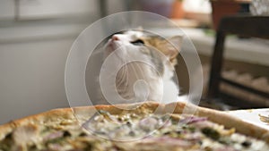 Hungry domestic cat rises on its hind legs for a treat of a tasty treat near pizza