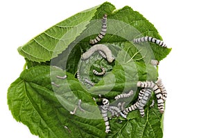 Hungry domestic silk moth silkworm eating Mulberry leaves