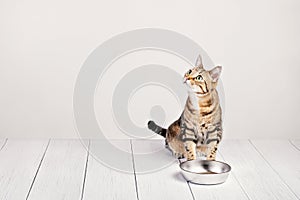 Hungry domestic tabby cat sitting by food dish