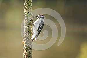 Hungry Downy Woodpecker at Mealtime