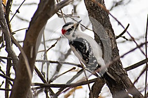 Hungry Downy Woodpecker in a Tangled of Tree Limbs