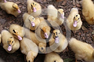 Hungry Ducklings Waiting for Feeding Time
