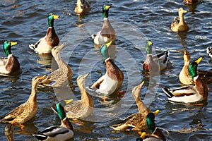 Hungry ducks