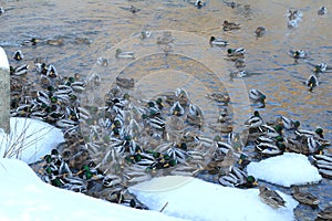 hungry ducks in river