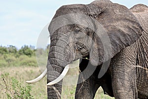 A Hungry Elephant at Maasai Mara National Reserve