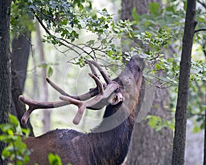 Hungry elk stag