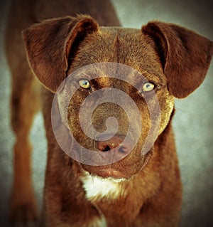 Hungry eyes of a stray dog in Greece