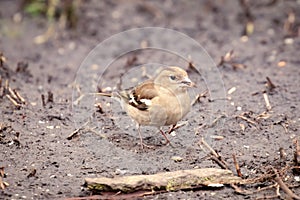 Hungry female Chaffinch  Fringilla coelebs  with tiny seed in beak on muddy ground