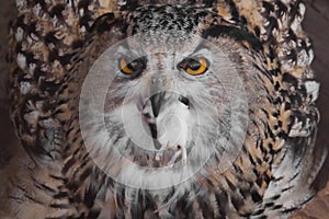 A hungry female eagle owl eagerly devours swallows, absorbs a mouse. Voracious big bird of prey and a little helpless mouse
