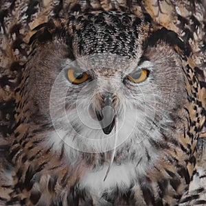 A hungry female eagle owl eagerly devours swallows, absorbs a mouse. Voracious big bird of prey and a little helpless mouse