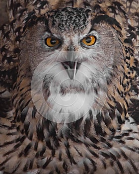 A hungry female eagle owl eagerly devours swallows, absorbs a mouse. Voracious big bird of prey and a little helpless mouse