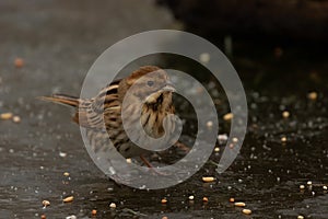 Hungry female Reed Bunting  Emberiza schoeniclus  stood on frozen pond searching for bird seed