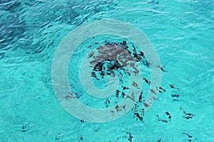 Hungry fish eating bread