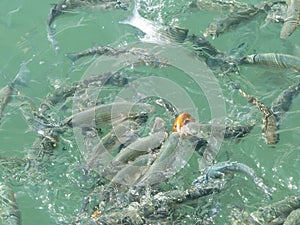 Hungry fishes swirling in sea water fighting for food