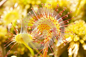 Hungry flowers sundews 2