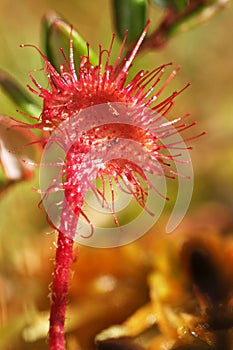 Hungry flowers sundews