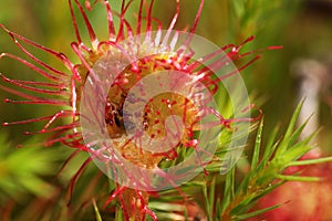 Hungry flowers sundews