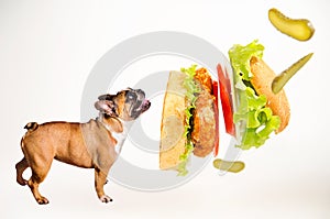 Hungry french bulldog looks at flying hamburger on white background