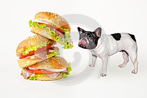 Hungry french bulldog looks at flying hamburger on white background