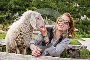 Hungry but friendly furry sheep steps on a bench and approaches young girl tourist, in search for food, during a Summer holiday