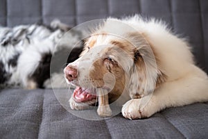 Hungry funny Australian shepherd puppy red merle dog gnaw bone