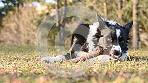 A hungry and funny border collie puppy plays and eats a wooden stick lying on the lawn.