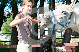 Hungry funny horses eating yummy carrot!