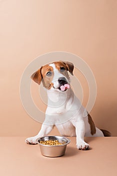 Hungry funny Jack Russell Terrier dog with dry pet food bowl licking with tongue on pastel background. Dry pet food concept