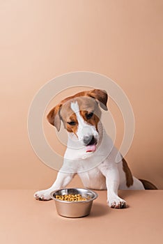 Hungry funny Jack Russell Terrier dog with dry pet food bowl licking with tongue on pastel background. Dry pet food concept