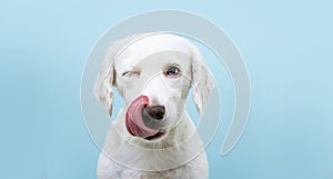 Hungry funny puppy dog licking its nose with tongue out and winking one eye closed. Isolated on blue colored background