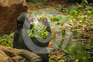 Hungry monkey eating salad in zoo