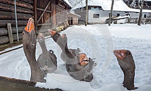 Hungry geese in village