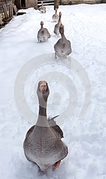 Hungry geese in village