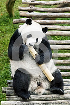 Hungry giant panda eating bamboo