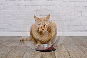 Hungry ginger cat sits behind empty bowl and loking at camera.