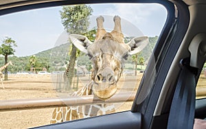 Hungry giraffe waiting for food through a car window