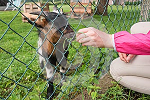 Hungry goat eating grass from hand. Animal feeding on the farm, feeding time at the petting zoo. Farm and farming concept, village