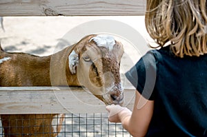 Hungry goat at a petting zoo photo