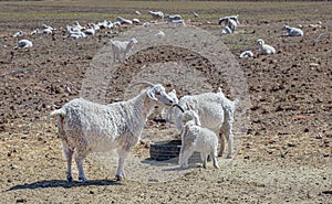 Hungry goats on a farm